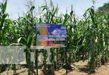 Foto: ,INTA inaugura finca de experimentación de cultivos en Granada / TN8