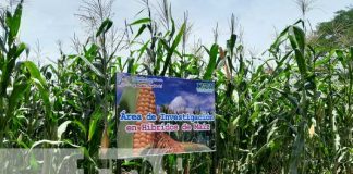 Foto: ,INTA inaugura finca de experimentación de cultivos en Granada / TN8