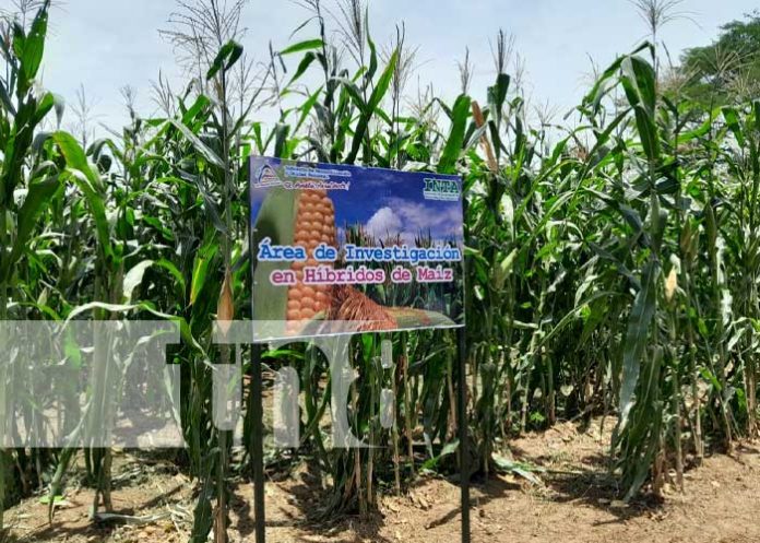 Foto: ,INTA inaugura finca de experimentación de cultivos en Granada / TN8