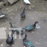 Mujer exitosa en el ramo de la agricultura diversificada en Comunidad de Diriomo