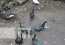 Mujer exitosa en el ramo de la agricultura diversificada en Comunidad de Diriomo