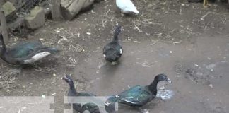 Mujer exitosa en el ramo de la agricultura diversificada en Comunidad de Diriomo