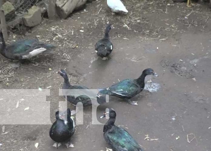 Mujer exitosa en el ramo de la agricultura diversificada en Comunidad de Diriomo