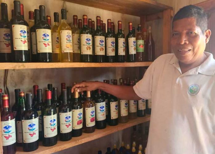3 Foto: Fabricación y producción de vinos artesanales a base de frutas exóticas de temporada, en Bilwi Puerto Cabezas/TN8