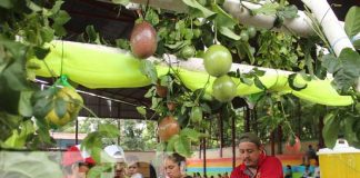 Foto: San Ramón Matagalpa realiza feria del Maracuyá / TN8