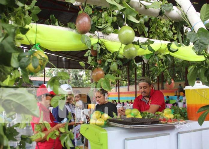 Foto: San Ramón Matagalpa realiza feria del Maracuyá / TN8