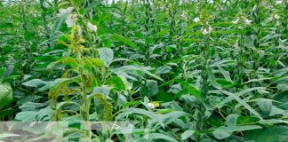 Foto: Capacitan a productores de ajonjolí para mejorar su productividad/TN8
