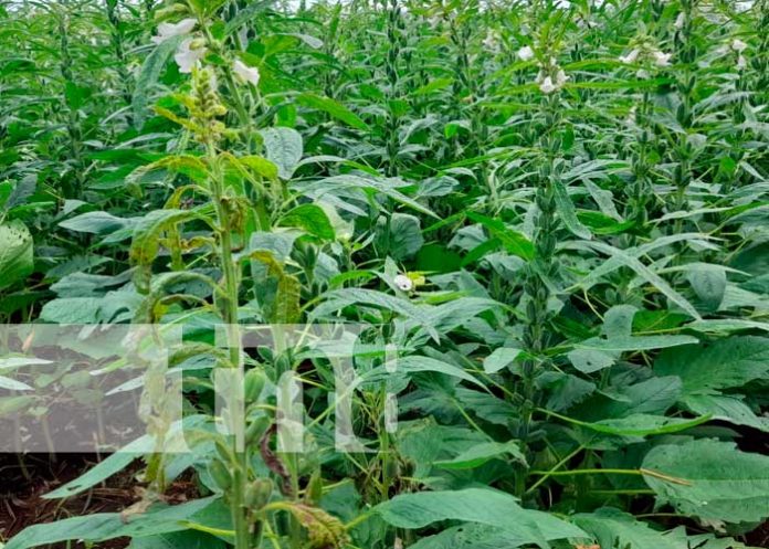 3 Foto: Capacitan a productores de ajonjolí para mejorar su productividad/TN8