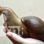 Tendencia Viral: El Caracol Africano en Nicaragua inspira memes en las redes sociales