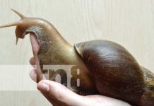 Tendencia Viral: El Caracol Africano en Nicaragua inspira memes en las redes sociales