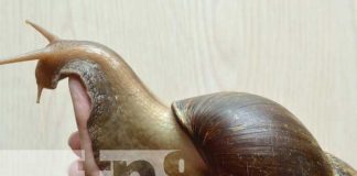 Tendencia Viral: El Caracol Africano en Nicaragua inspira memes en las redes sociales