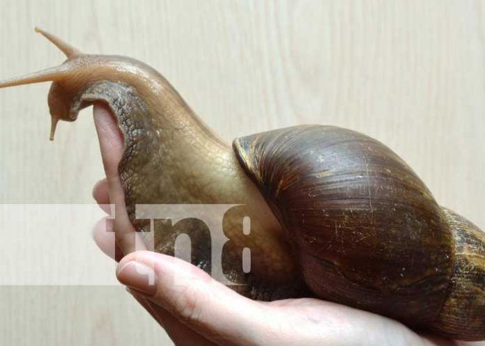 Tendencia Viral: El Caracol Africano en Nicaragua inspira memes en las redes sociales