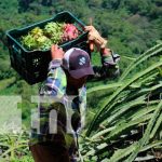 ¡La pitahaya! uno de los frutos con mayor demanda en la Concepción Foto: ¡La pitahaya! uno de los frutos con mayor demanda en la Concepción/TN8