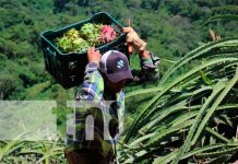 ¡La pitahaya! uno de los frutos con mayor demanda en la Concepción Foto: ¡La pitahaya! uno de los frutos con mayor demanda en la Concepción/TN8