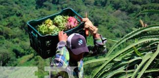 Foto: ¡La pitahaya! uno de los frutos con mayor demanda en la Concepción/TN8