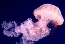 Científicos encuentran fósiles de las primeras medusas nadadoras Científicos encuentran fósiles de las primeras medusas nadadoras
