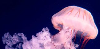 Científicos encuentran fósiles de las primeras medusas nadadoras