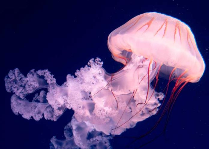 Científicos encuentran fósiles de las primeras medusas nadadoras