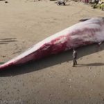 Una gigantesca ballena azul fue encontrada en una playa del sur de Chile Foto: Un gigantesca ballena azul fue encontrada en una playa del sur de Chile, las autoridades se encuenteran realizando las investigaciones / Cortesía