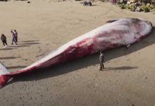 Una gigantesca ballena azul fue encontrada en una playa del sur de Chile Foto: Un gigantesca ballena azul fue encontrada en una playa del sur de Chile, las autoridades se encuenteran realizando las investigaciones / Cortesía