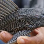 «Aterrador» presencia de pez diablo genera alerta en Nuevo León Foto: "Aterrador" presencia de pez diablo genera alerta en Nuevo León, tras el hallazgo de esta especie tan particular en su forma y color / Cortesía