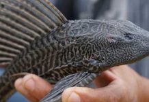 «Aterrador» presencia de pez diablo genera alerta en Nuevo León Foto: "Aterrador" presencia de pez diablo genera alerta en Nuevo León, tras el hallazgo de esta especie tan particular en su forma y color / Cortesía