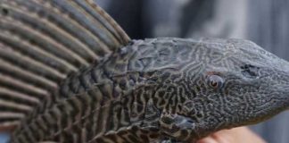 Foto: "Aterrador" presencia de pez diablo genera alerta en Nuevo León, tras el hallazgo de esta especie tan particular en su forma y color / Cortesía