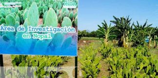 Foto: El INTA inaugura Finca de Desarrollo de Tecnologías  Agropecuarias "Jacinto Baca", con el objetivo de potenciar la seguridad alimentaria /TN8