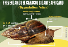 Nicaragua intercepta ejemplar de caracol gigante africano