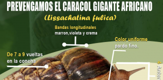 Nicaragua intercepta ejemplar de caracol gigante africano