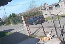 Captura a ladrón y lo arrastra atado a su vehículo en un intento de «lección» Ladrón capturado con las manos en la masa