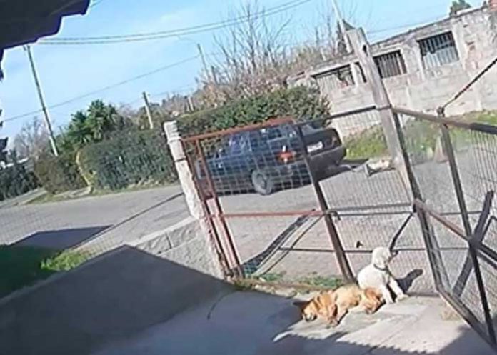 Ladrón capturado con las manos en la masa