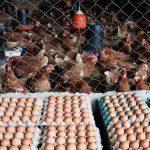 Foto: Avances de producción de carne de pollo y huevo Enero-Junio 2023/cortesía