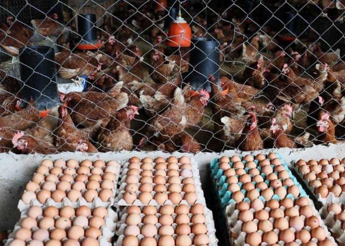 Marca-de-agua-TN8 Foto: Avances de producción de carne de pollo y huevo Enero-Junio 2023/cortesía