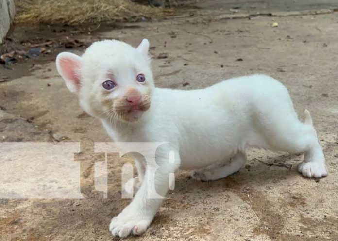 Foto: Puma blanco nace en Juigalpa / TN8