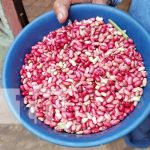 Conocé los frijoles camagües que ya se están produciendo en Nicaragua Foto: Frijoles camagües en Nicaragua / TN8