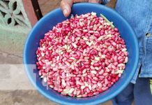 Conocé los frijoles camagües que ya se están produciendo en Nicaragua Foto: Frijoles camagües en Nicaragua / TN8