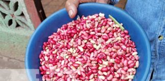 Foto: Frijoles camagües en Nicaragua / TN8