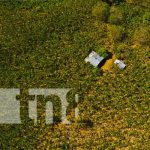 Canícula: Productores con excelentes expectativas en la siembra de postrera Foto: Canícula, tiempo para el cultivo en Nicaragua / TN8