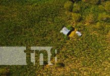 Canícula: Productores con excelentes expectativas en la siembra de postrera Foto: Canícula, tiempo para el cultivo en Nicaragua / TN8