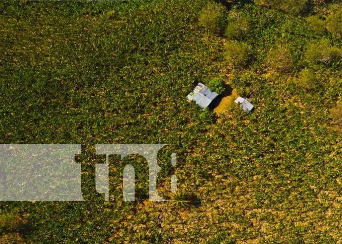 canicu-4 Foto: Canícula, tiempo para el cultivo en Nicaragua / TN8