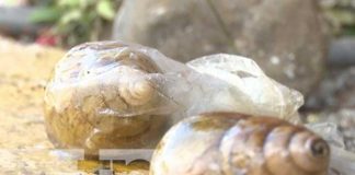 Foto: IPSA anuncia control de caracol gigante africano en Nicaragua / TN8