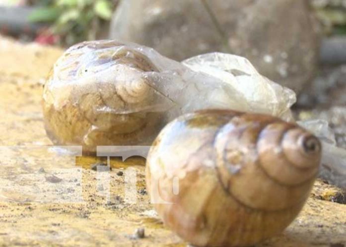 carac-1 Foto: IPSA anuncia control de caracol gigante africano en Nicaragua / TN8