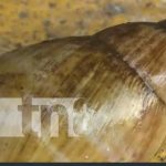 Foto: Caracol gigante africano en Nicaragua / TN8