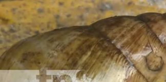 Foto: Caracol gigante africano en Nicaragua / TN8