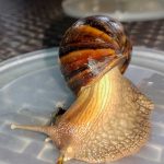 Foto: Caracol gigante africano
