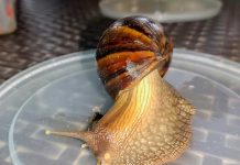 Asquerosos y mortales, pero algunos sí se comen al caracol gigante africano Foto: Caracol gigante africano
