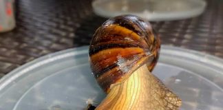 Foto: Caracol gigante africano