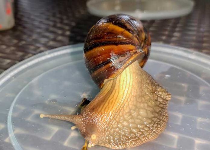 Foto: Caracol gigante africano