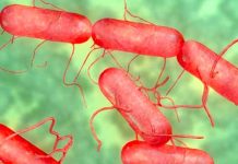Muertos e infectados en la Florida por inusual bacteria